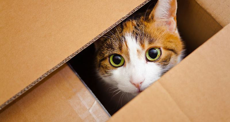 How to Help Your Cat Survive a Move – HomeoAnimal.com
