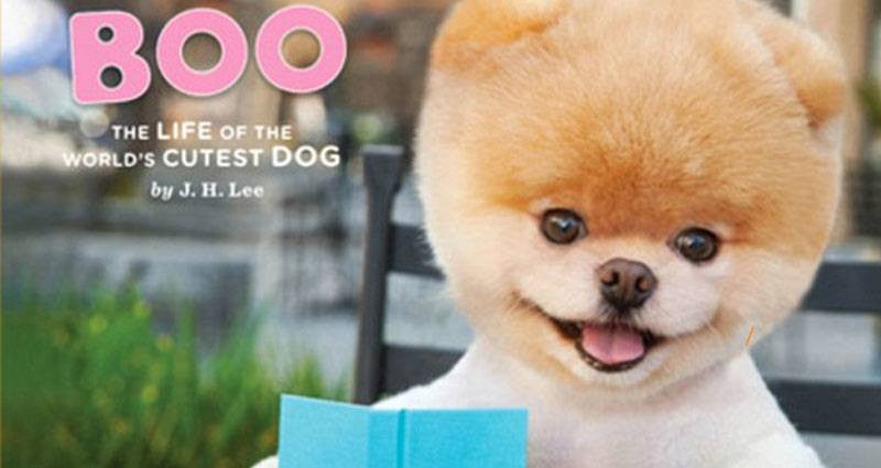 The World's Most Popular Dog on Social 