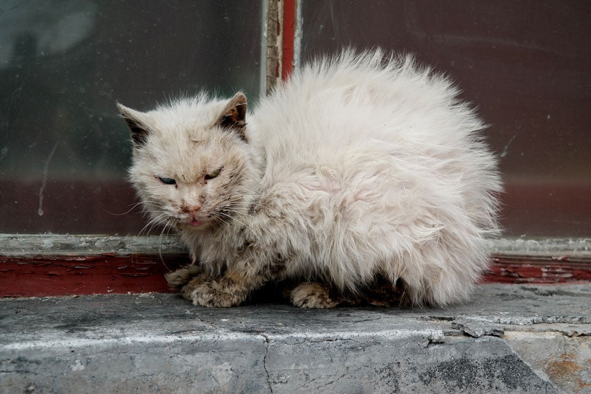 what can you do for a cat with a cold