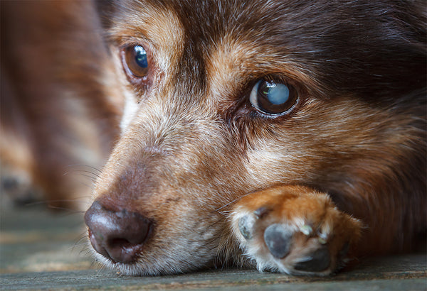 can you stop cataracts growing in dogs