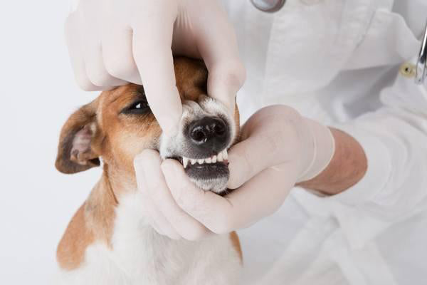 The Definitive Guide To Identifying And Treating Dog S Gum Disease Gi Homeoanimal Com