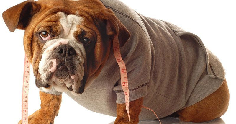 7 Warning Signs Your Dog Is Overweight – HomeoAnimal.com 
