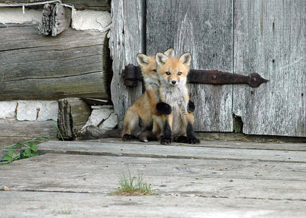 Baby Fox