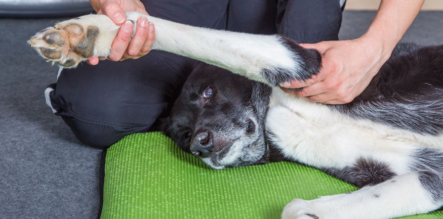 OSTEOPATHY FOR ANIMALS