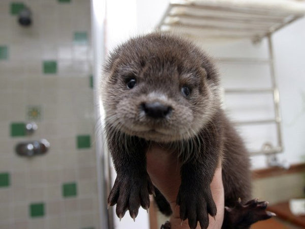 Baby Otters