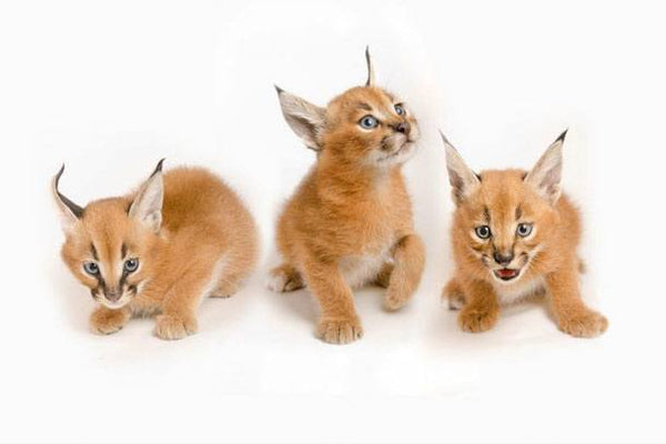 Baby Caracal Kittens