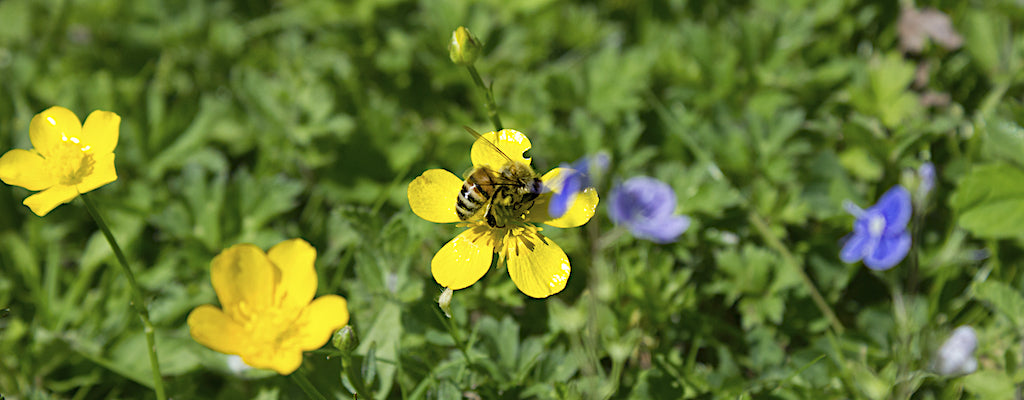 Buckfast Abbey honey bee collects nectar from a buttercup
