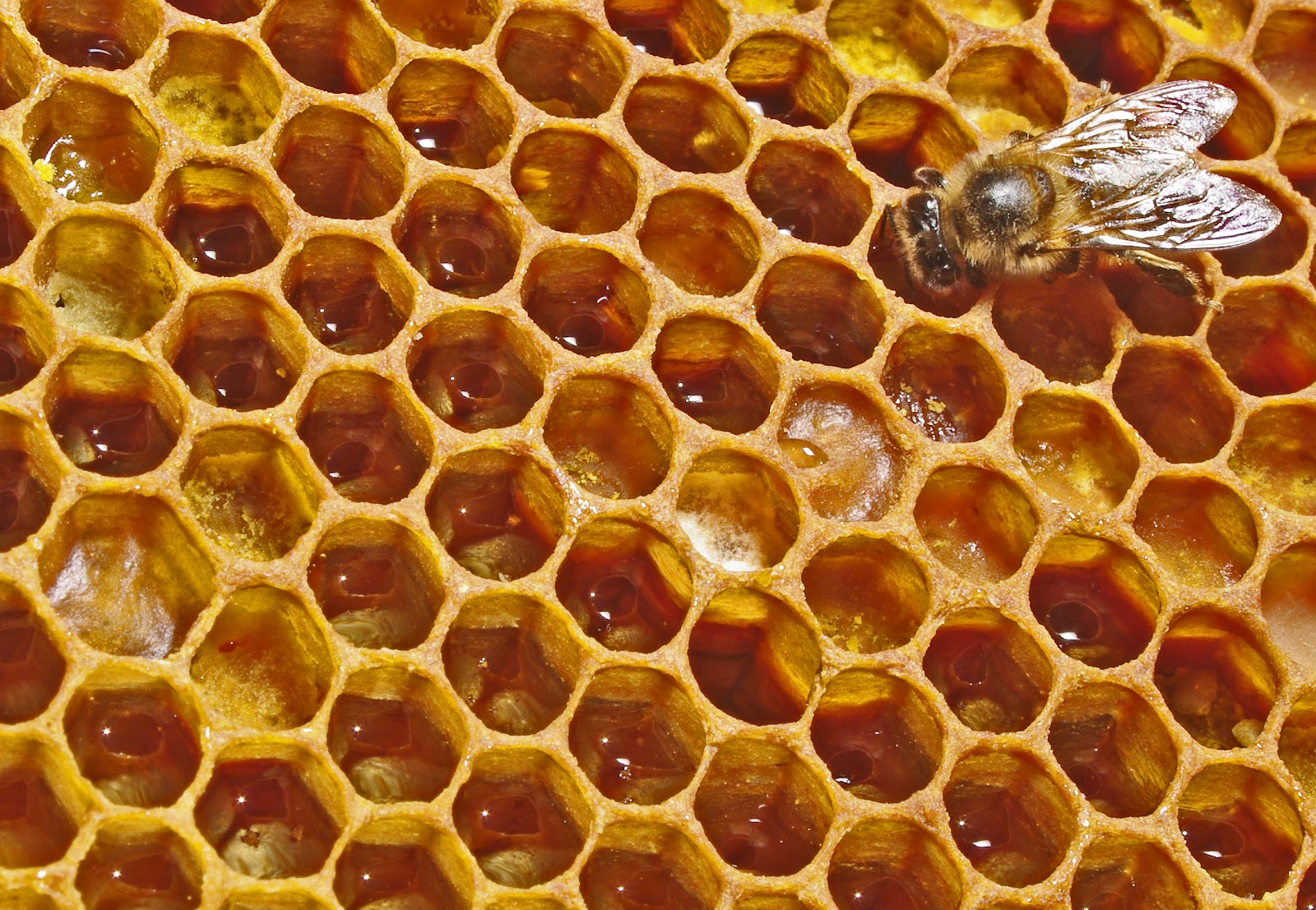 nurse honeybee feeding larvae