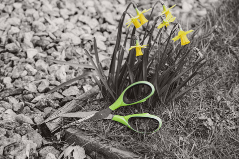 scissors and daffodils