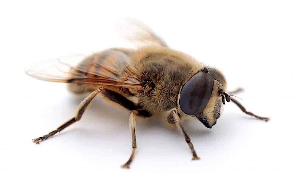 drone honey bee