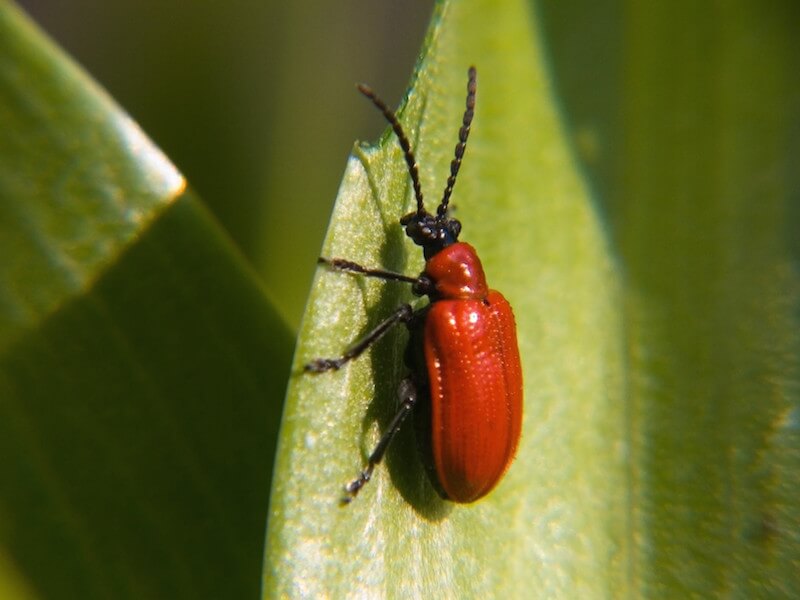 lac beetle produces shellac