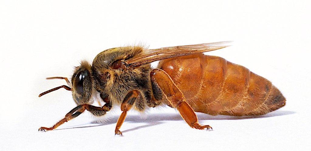 honey bee queen