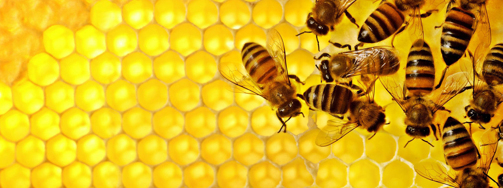 worker bees cleaning cells of comb