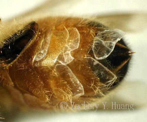 bee producing beeswax scales