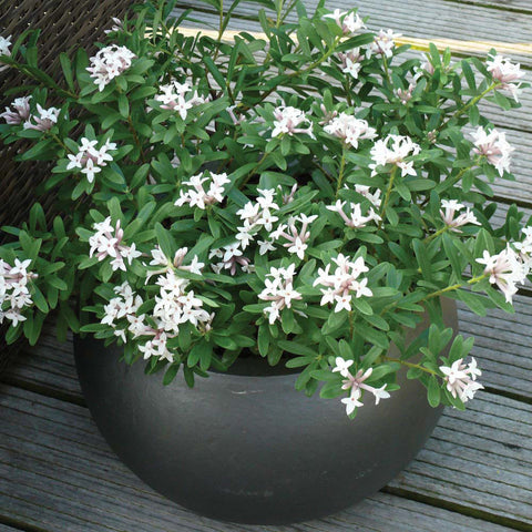 Plant for Spa Living Pots Daphne Transatlantica Eternal Fragrance 