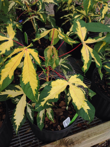 Manihot escuelenta 'Variegata' - Variegated Tapioca