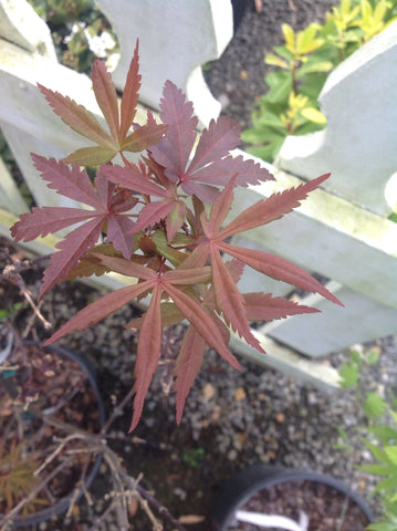 Acer palmatum 'Twombly's Red Sentinnial' - Upright Japanese Maple