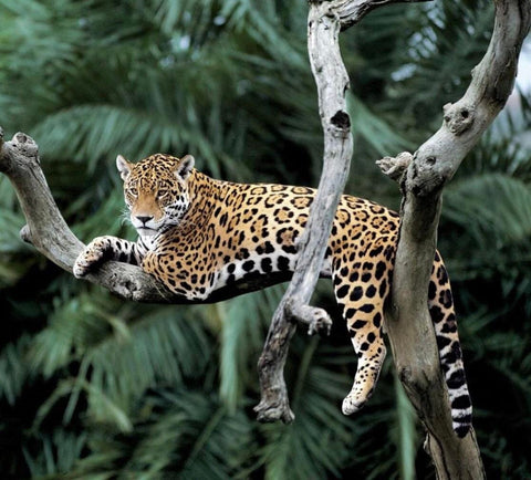 Jaguar in the Yerba Mate lands