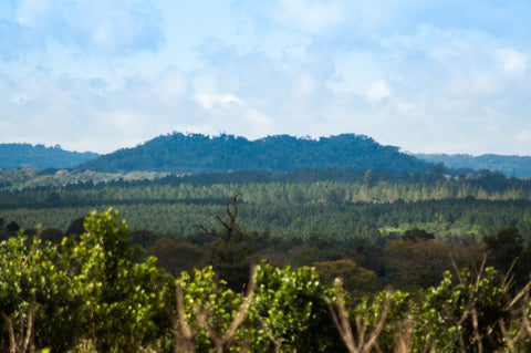 Yerba Mate Farm