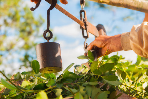 Yerba Mate Harvest