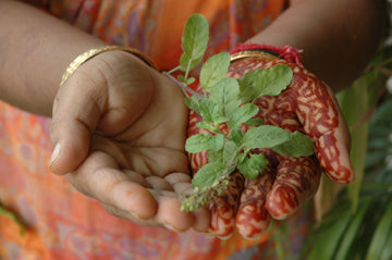 Tulsi herb