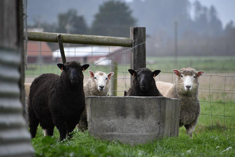 Sheep at Ferndale Farms