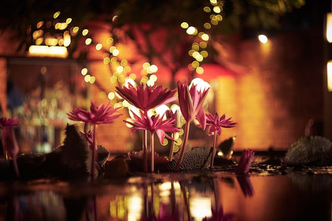 diwali flowers