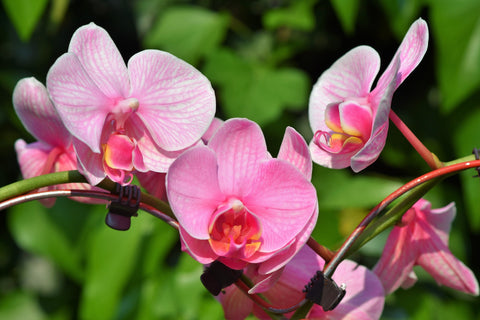 online orchid flower delivery in Pune