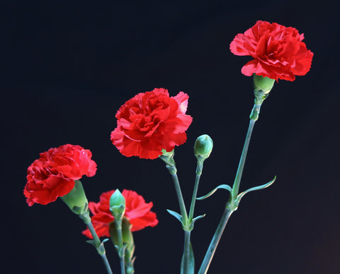 online carnations flower delivery in Pune