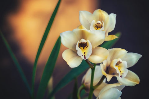 varieties of orchids