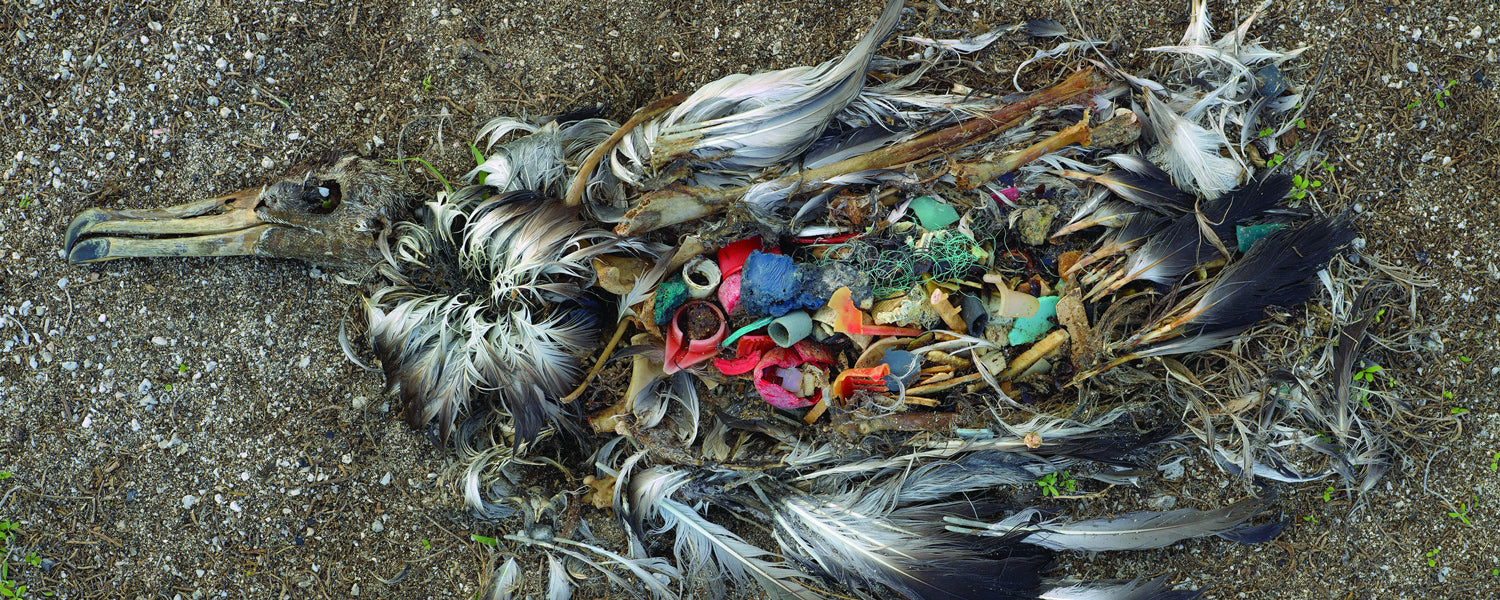 Bird killed by ingested plastic - Chris Jordan