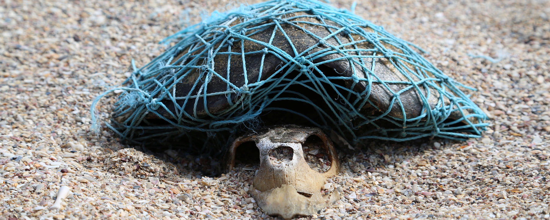 Turtle killed by ghost net - Paul Walters/SWNS