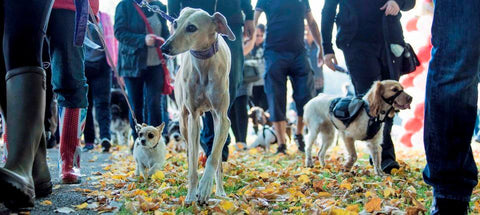 16th October – Herts Heli Hound Charity Dog Walk