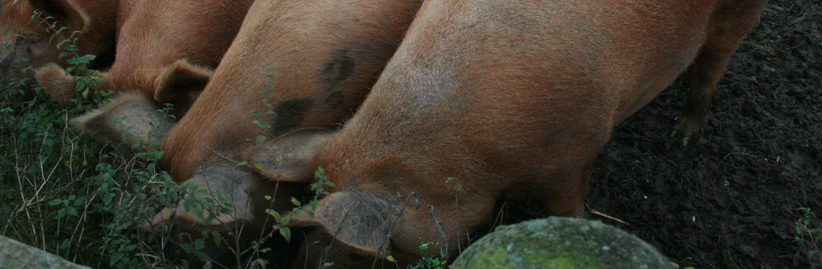 Provenance Tamworth Pigs