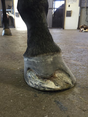 Hoof after debridement of infected area. The wall was not growing back fast enough for the veterinarian and farrier.