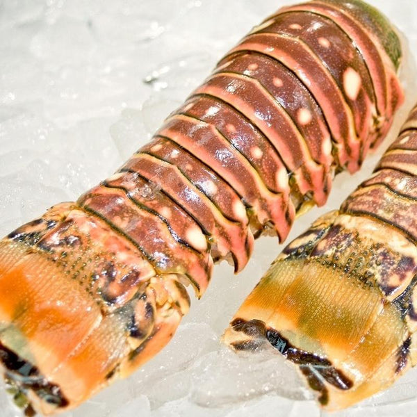 slipper lobster tails for sale