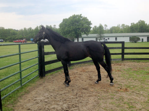Horse rehabilitating in a paddock.