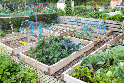 Plan your garden beds for your backyard homestead