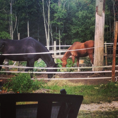 Two horses eat in their paddock.