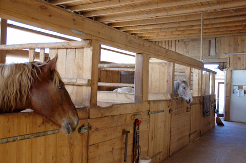 Good circulation, ventilation, and bright natural or artificial light will allow you to provide the very best horse care possible.