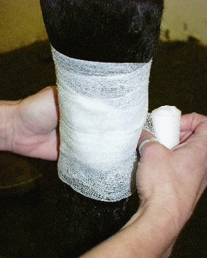 Wrap your horse's legs after applying an antibacterial treatment.