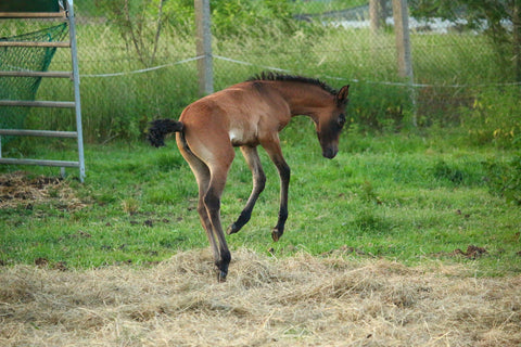 foal playing