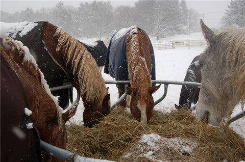 When the weather is cold, a great technique to warm your horses is to feed hay for additional calories and it creates heat from the digestion process.