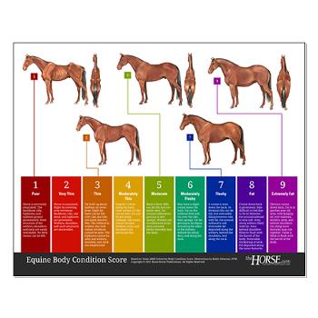Use Body Conditioning Scoring to assess your horse's ability to self-regulate heat during the winter months.