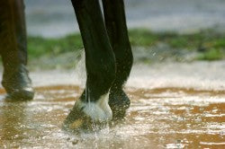 Wash your horse's legs is the first step in treating mud fever.