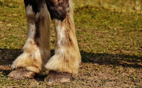 scratches and rain rot in horses thrive in wet, warm, dirty fur