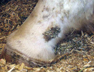 This is what mud fever can look like on a horse's pastern.