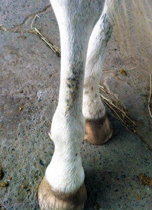 An examples of mud fever on a horse's cannon bone.