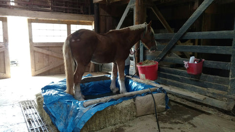 DIY soak tub for horses barn hack