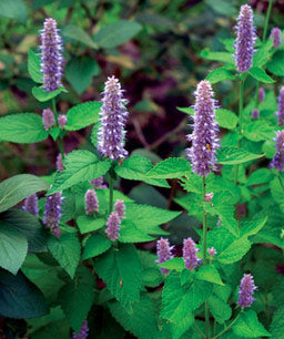 Agastache foeniculum (Anise Hyssop)